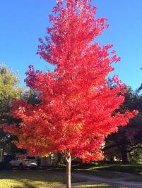 Acer rubrum October Glory