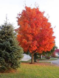Acer rubrum Red Sunset