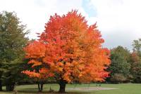 Acer sacharum