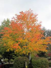 Cercidiphyllum japonicum