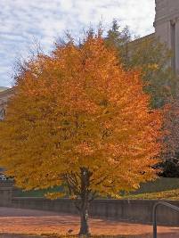 Fagus sylvatica Asplenifolia