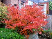 Prunus incisa Kojo No Mai