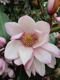 Magnolia Fairy Blush