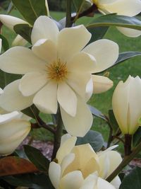 Magnolia Fairy Cream