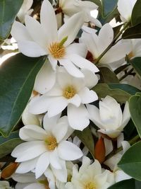 Magnolia Fairy White