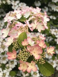 Viburnum plicatum Kilimanjar Sunrise 2