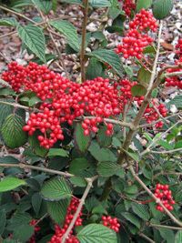 Viburnum plicatum Kilimanjar Sunrise 3