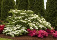 Viburnum plicatum Mariesii 1