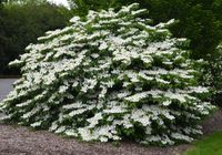 Viburnum plicatum Mariesii 2