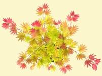 Acer japonicum Moonrire 1