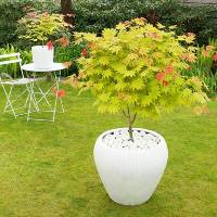 Acer japonicum Moonrire 2