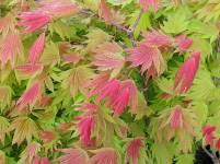 Acer japonicum Moonrire 3