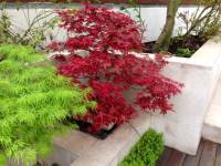 Acer palmatum Deshojo