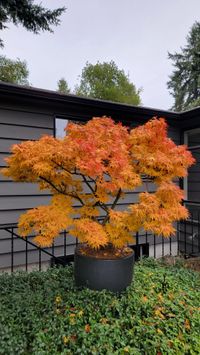 Acer palmatum Mikawa Yatsubusa en maceta