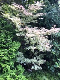 Acer palmatum Ukigumo
