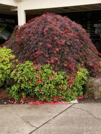 Acer palmatum diss Crimson Queen