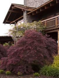 Acer palmatum diss Ever Red