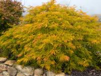 Acer palmatum diss. Green Globe