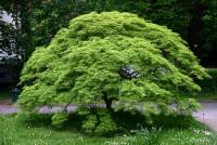 Acer palmatum diss. Green Lace