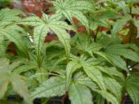 Acer palmatum Renjaku Maru