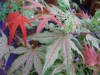 Acer palmatum Olsens Frosted Strawberry