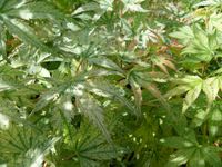 Acer palmatum Peve Multicolor