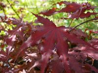 Acer palmatum Purple Ghost