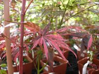 Acer palmatum Rainbow