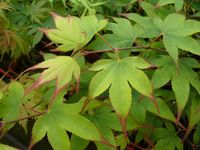 Acer palmatum Tsuma Gaki