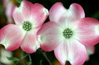 Cornus florida Cherokee Brave