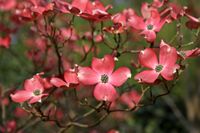 Cornus florida Cherokee Chief