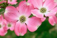 Cornus florida Cherokee Sunset