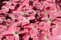 Cornus florida Rubra