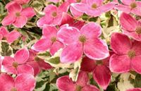 Cornus kousa Akatsuki