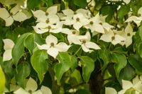 Cornus kousa Claudia