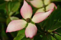 Cornus kousa Dwarf Pink