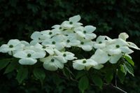 Cornus rutgan Aurora