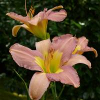 Hemerocallis Banana's Punch