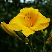 Hemerocallis Daily Dollar