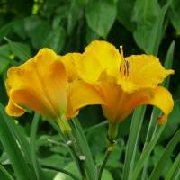 Hemerocallis Golden Summer