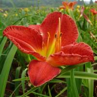 Hemerocallis King Lamoni