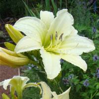 Hemerocallis Light the Way