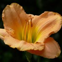 Hemerocallis Ming Porcelaine