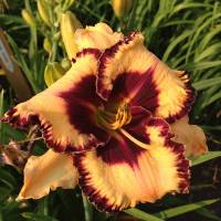 Hemerocallis Open My Eyes