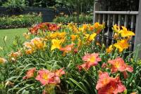 Hemerocallis garden