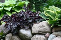 Heuchera Black Taffeta