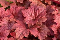 Heuchera Bloody Dinosaur