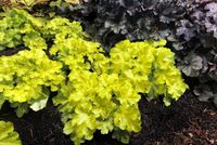 Heuchera Lemon Supreme
