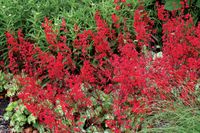 Heuchera Lipstick