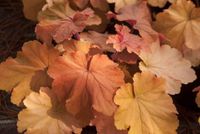 Heuchera Mega Caramel